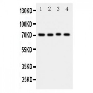 BCRP/ABCG2 Antibody