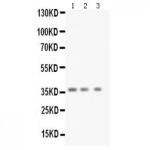 BDNF Antibody