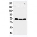 Beclin 1 Antibody