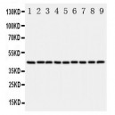 beta Actin Antibody