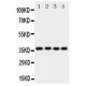 Bmi1 Antibody