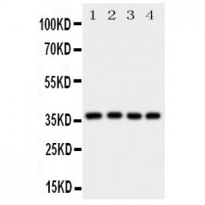 Bmi1 Antibody