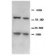 BNIP3 Antibody