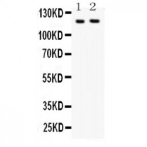 BOC Antibody