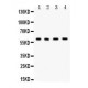 c Abl  Antibody