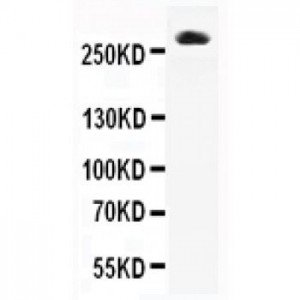 CACNA1A Antibody