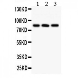 Calcineurin A  Antibody