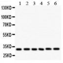 Caspase 3 Antibody