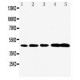 Caspase-1(P20) Antibody