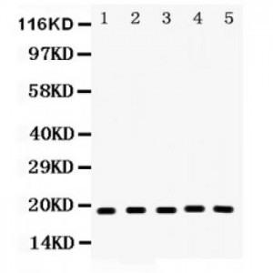 Caspase-2  Antibody