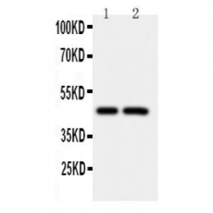 Caspase-2 Antibody