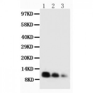 Caspase-3(P17) Antibody