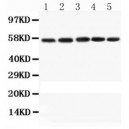 Caspase-8  Antibody