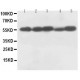 Caspase-8(P18) Antibody