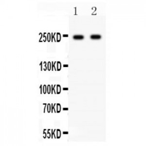 CaV1.3  Antibody