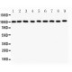 CBL  Antibody