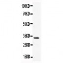 CCL3  Antibody