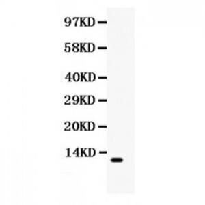 CCL3  Antibody