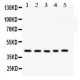 CCN1  Antibody