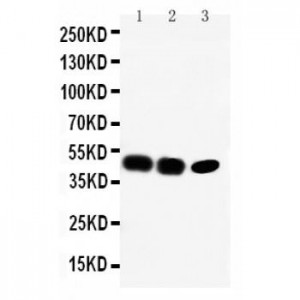 CCR6 Antibody