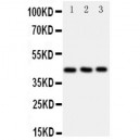 CCR9 Antibody