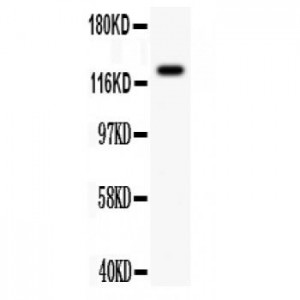 CD11b Antibody