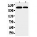 CD11b Antibody