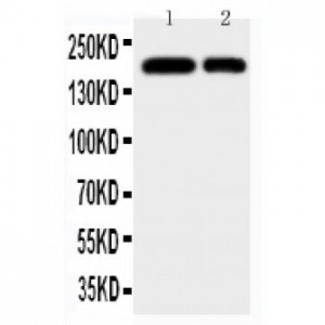 CD11b Antibody