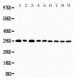 CD134/OX40 Antibody