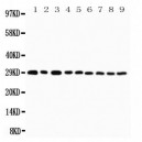 CD134/OX40 Antibody