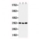 CD134/OX40 Antibody