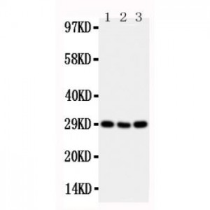 CD134/OX40 Antibody