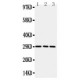 CD134/OX40 Antibody