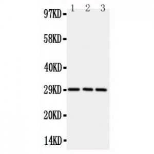 CD134/OX40 Antibody