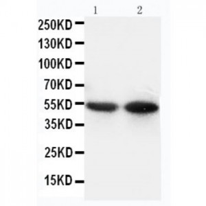 CD14 Antibody