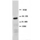 CD147 Antibody