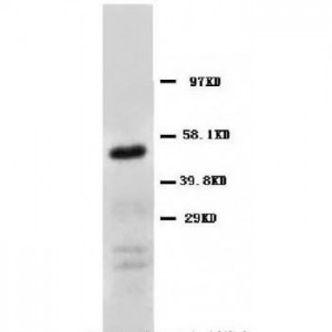 CD147 Antibody