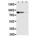 CD163 Antibody