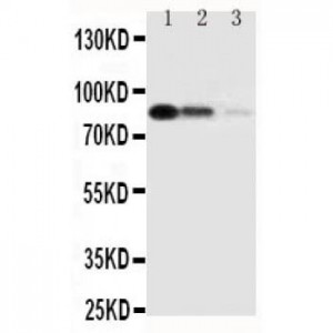 CD163 Antibody