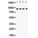 CD26  Antibody