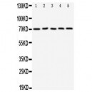 CD274 Antibody