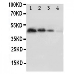 CD31 Antibody