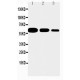 CD40 Antibody