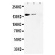 CD62L Antibody