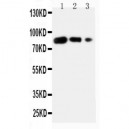 CD80 Antibody