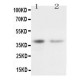 CD82 Antibody