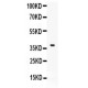 CD86  Antibody