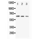 CD86 Antibody