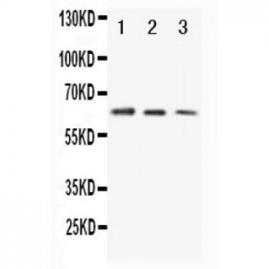 CD86 Antibody