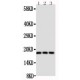 CD90/Thy1 Antibody